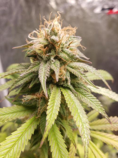Gorilla🦍 Cookies🍪 FF - indoor. Week 14