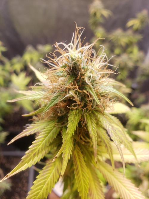 Gorilla🦍 Cookies🍪 FF - indoor. Week 14