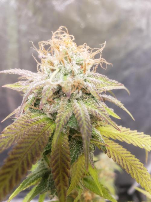 Gorilla🦍 Cookies🍪 FF - indoor. Week 14