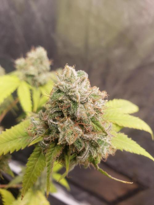 Gorilla🦍 Cookies🍪 FF - indoor. Week 14