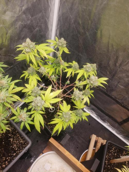 Gorilla🦍 Cookies🍪 FF - indoor. Week 14