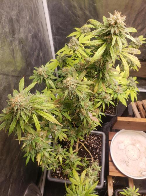 Gorilla🦍 Cookies🍪 FF - indoor. Week 14