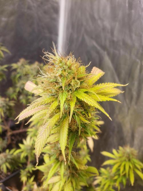 Gorilla🦍 Cookies🍪 FF - indoor. Week 14