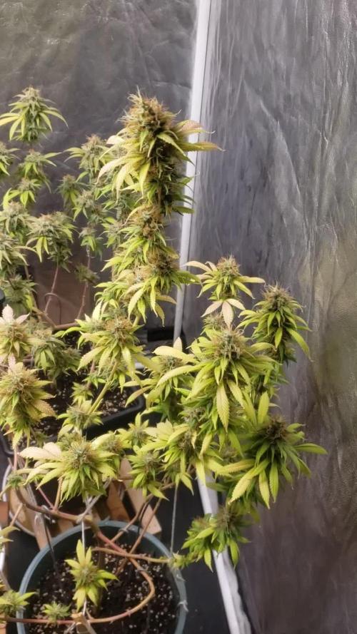 Gorilla🦍 Cookies🍪 FF - indoor