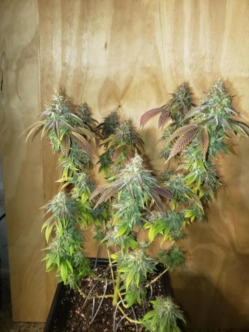 Permanent Bluez indoor. Week 15