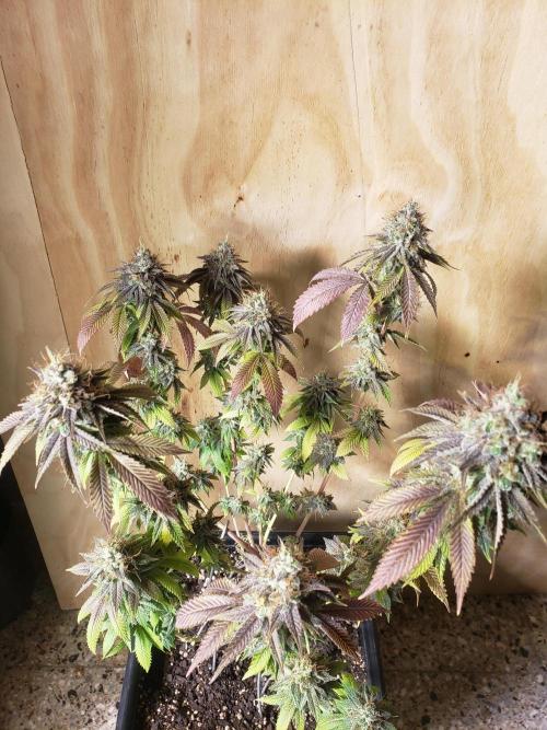 Permanent Bluez indoor. Week 15
