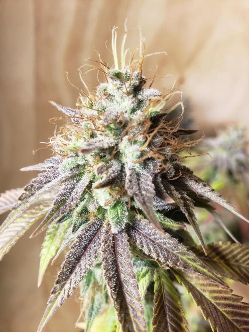 Permanent Bluez indoor. Week 15