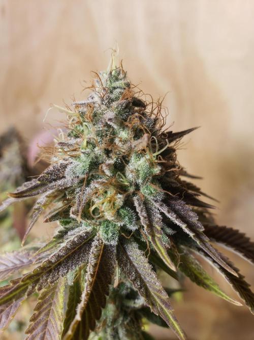 Permanent Bluez indoor. Week 15