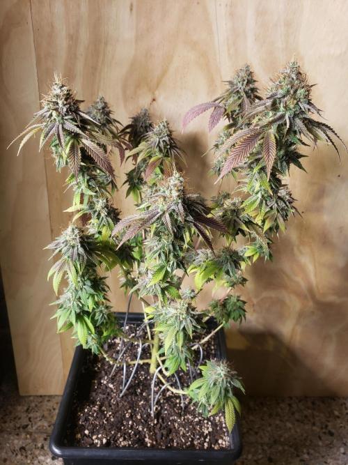  Permanent Bluez genetics. Week 15