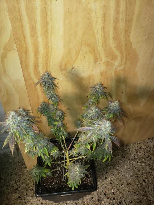 Permanent Bluez indoor. Week 16