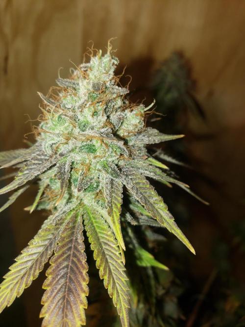Permanent Bluez indoor. Week 16