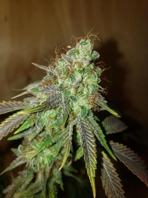 Permanent Bluez indoor. Week 16