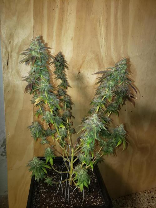 Permanent Bluez indoor. Week 16