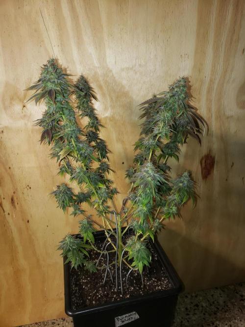 Permanent Bluez indoor. Week 16