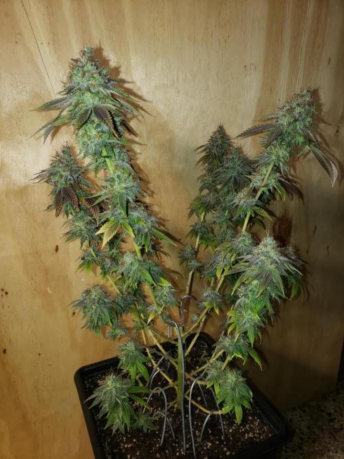 Permanent Bluez indoor. Week 16