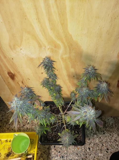 Permanent Bluez indoor. Week 16