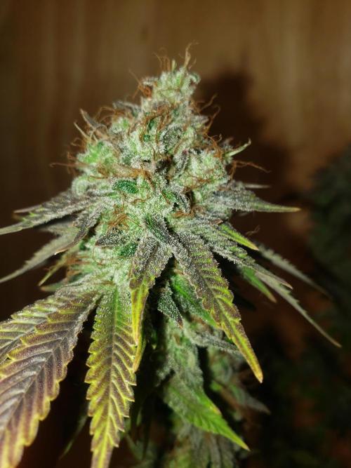 Permanent Bluez indoor. Week 16
