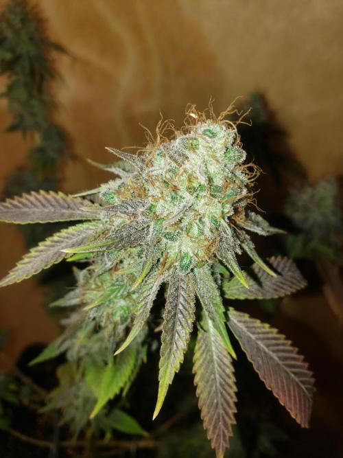 Permanent Bluez indoor. Week 16
