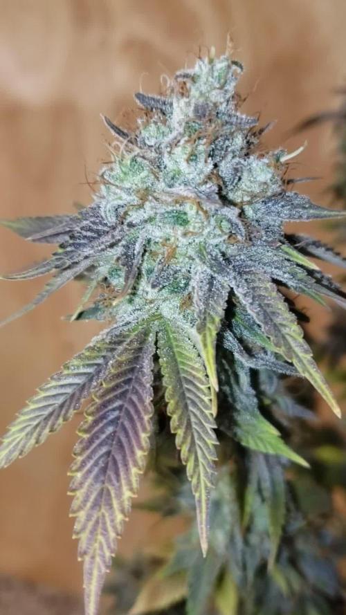 Permanent Bluez indoor