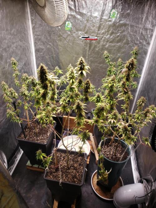 Gorilla🦍 Cookies🍪 FF - indoor. Week 15