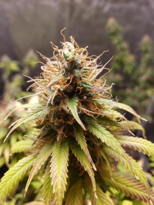 Gorilla🦍 Cookies🍪 FF - indoor. Week 15