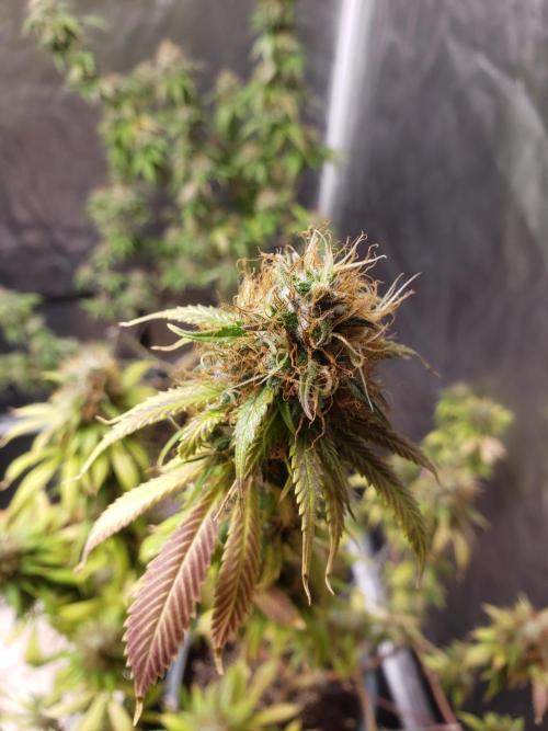 Gorilla🦍 Cookies🍪 FF - indoor. Week 15