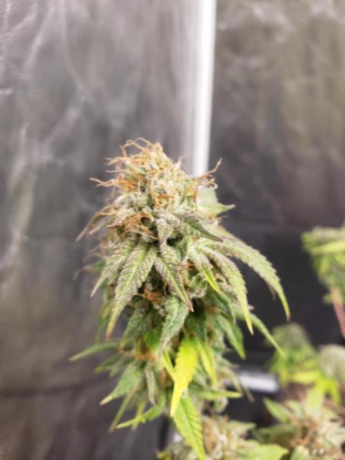 Gorilla🦍 Cookies🍪 FF - indoor. Week 15