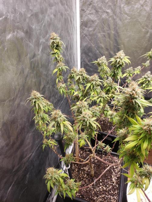 Gorilla🦍 Cookies🍪 FF - indoor. Week 15