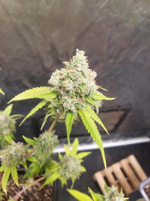 Gorilla🦍 Cookies🍪 FF - indoor. Week 15