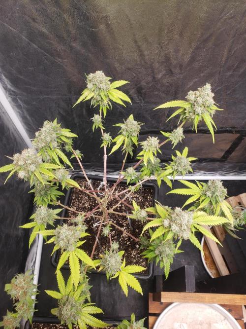 Gorilla🦍 Cookies🍪 FF - indoor. Week 15