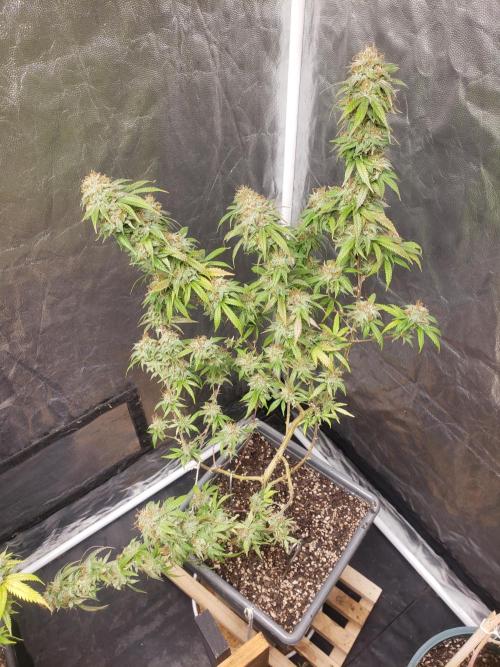 Gorilla🦍 Cookies🍪 FF - indoor. Week 15