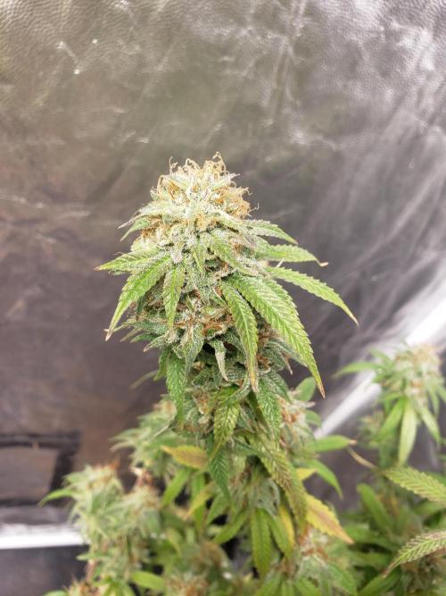 Gorilla🦍 Cookies🍪 FF - indoor. Week 15