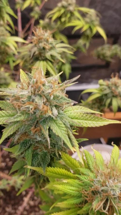 Gorilla🦍 Cookies🍪 FF - indoor