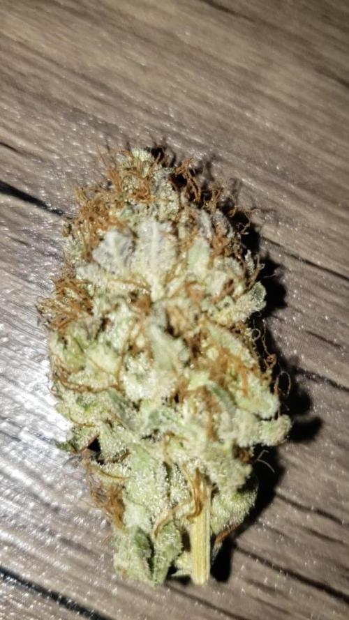 Permanent Bluez indoor