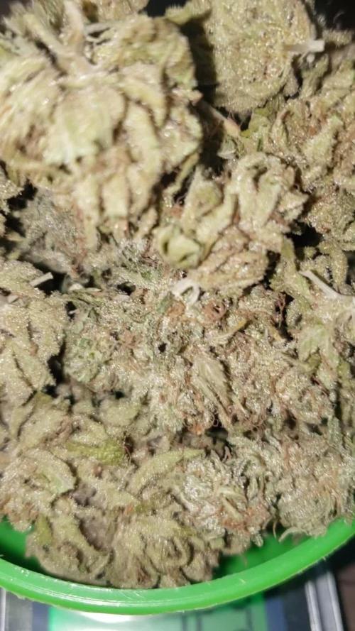 Gorilla🦍 Cookies🍪 FF - indoor