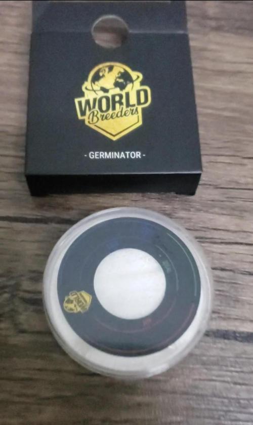 Clementine Slush. Week 0