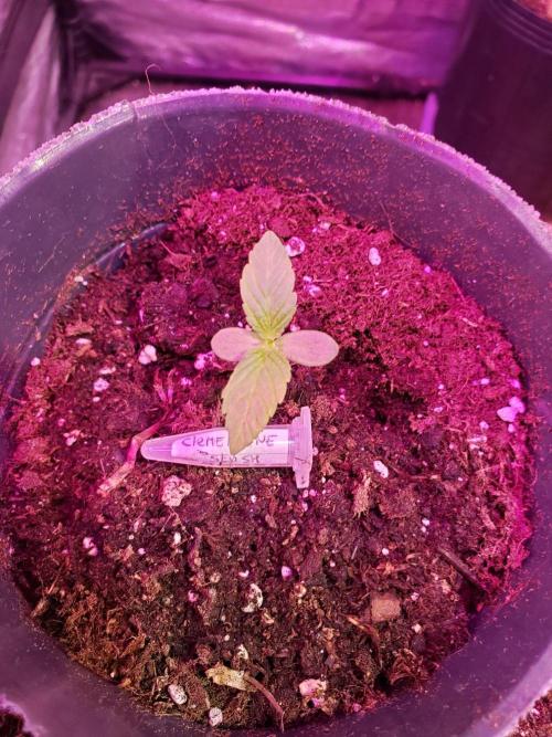 clementine slush - 🇦🇷. Week 1