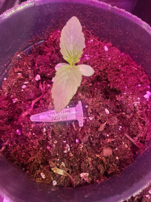 clementine slush - 🇦🇷. Week 1