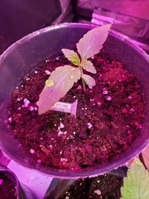 clementine slush - 🇦🇷. Week 1