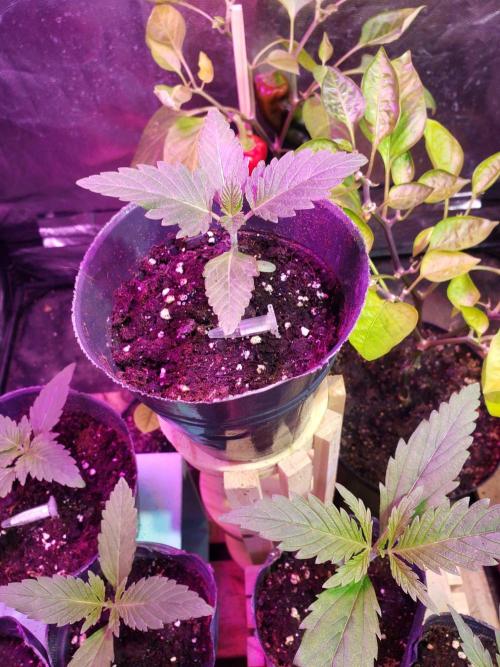 clementine slush - 🇦🇷. Week 2