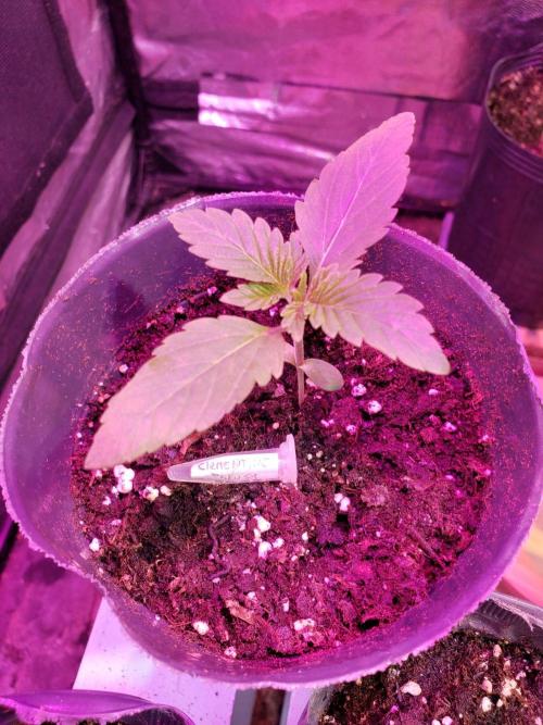 clementine slush - 🇦🇷. Week 2
