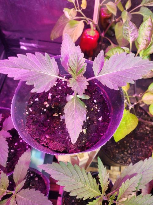 clementine slush - 🇦🇷. Week 2