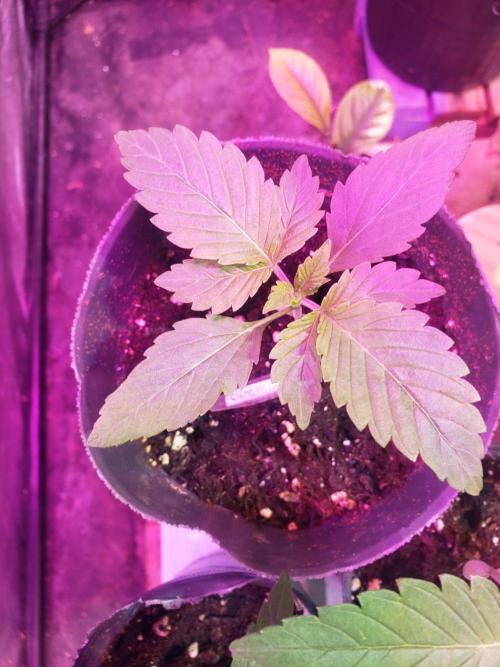 clementine slush - 🇦🇷. Week 2