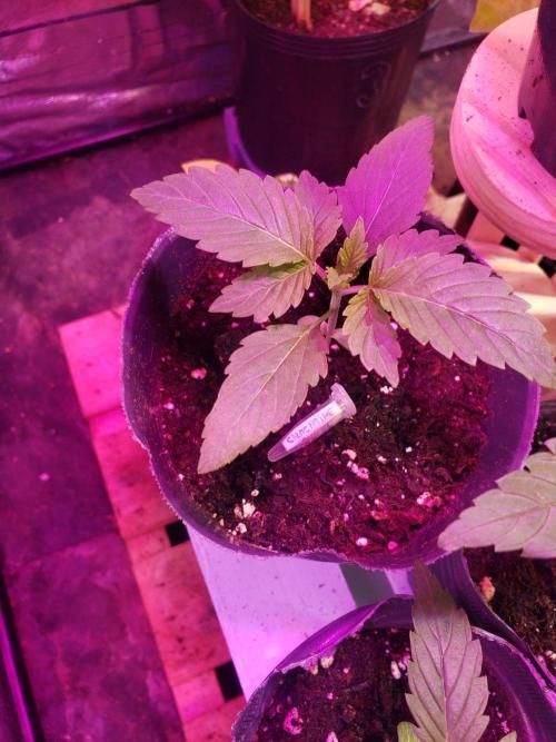 clementine slush - 🇦🇷. Week 2