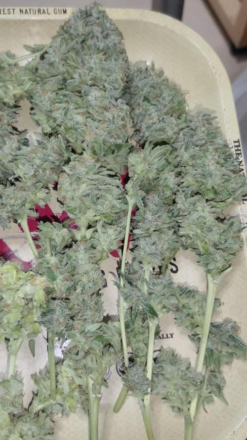 Girls Scout Cookies