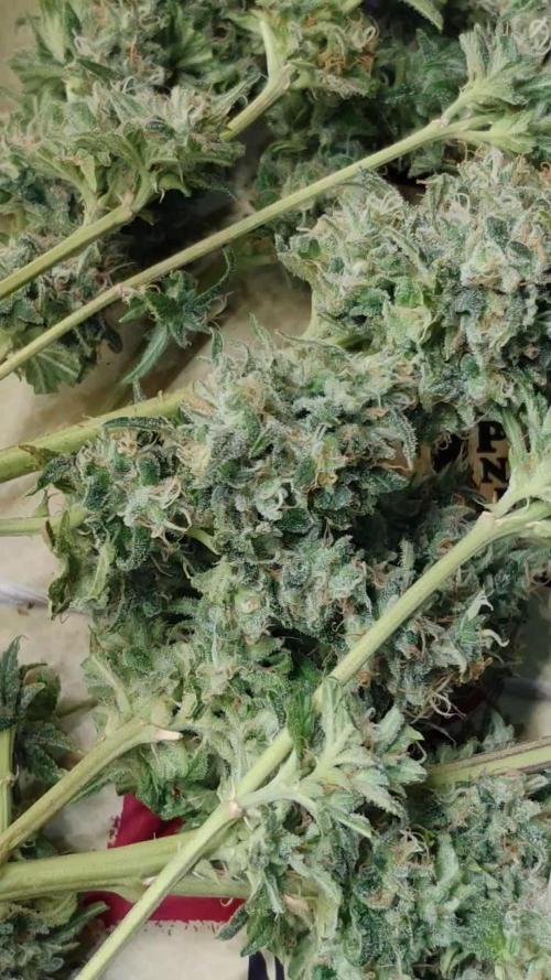 Zkittlez