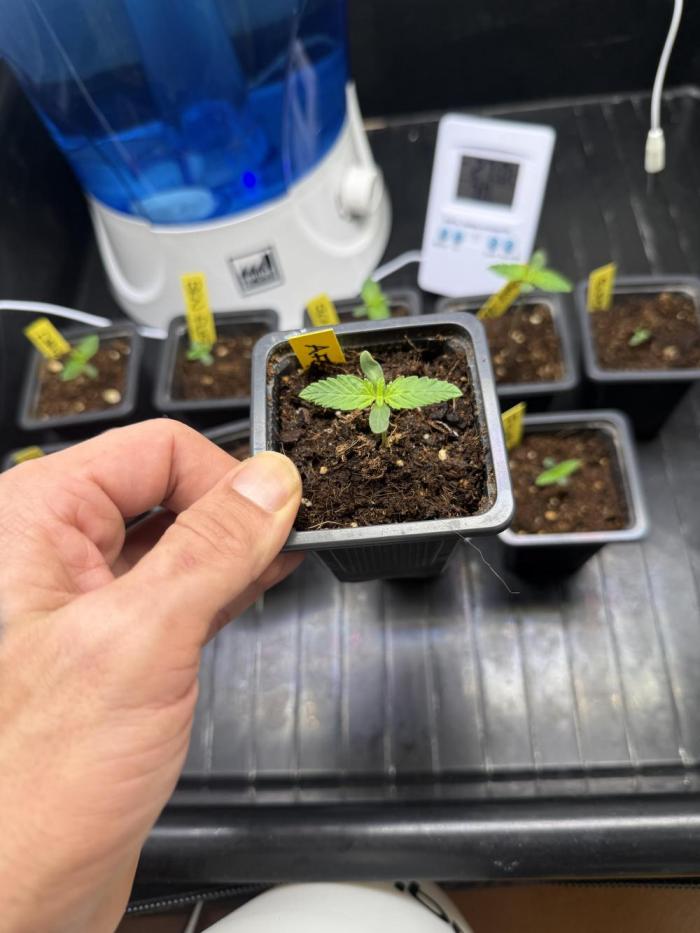 Afghani Gold. Week 1