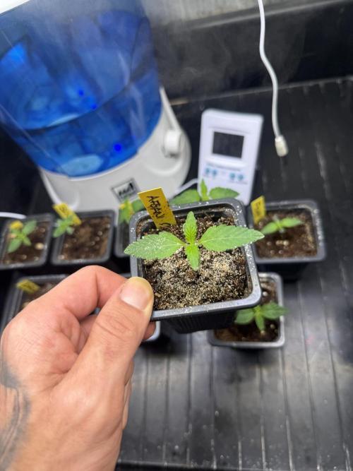 Afghani Gold. Week 2