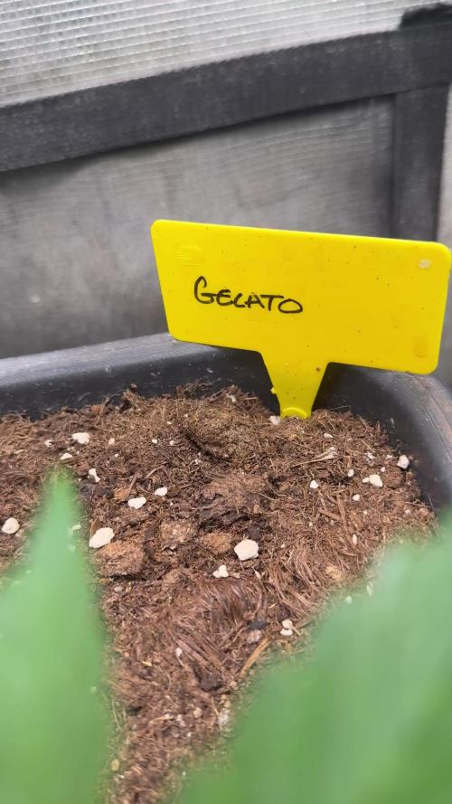 Gelato