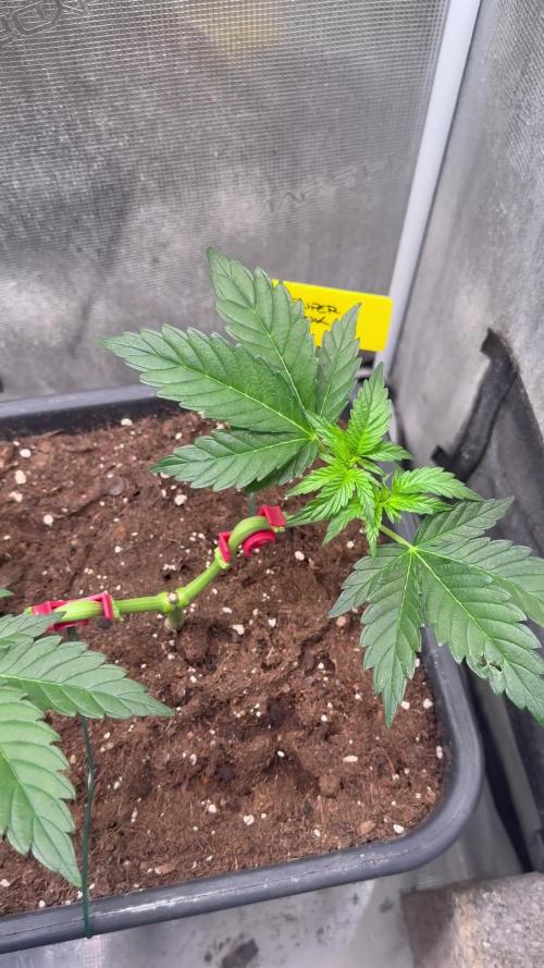 Super Skunk